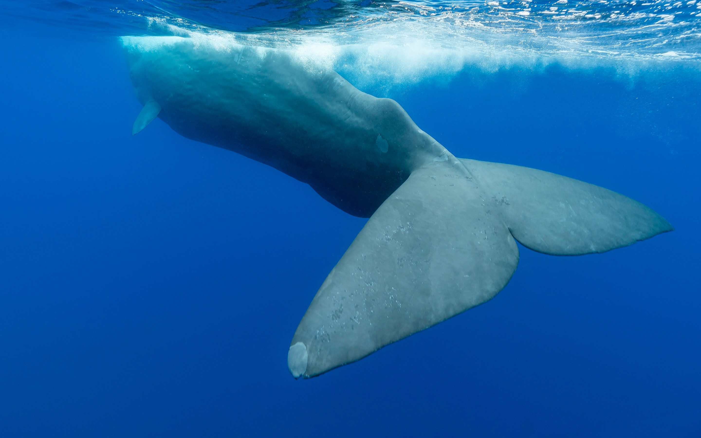 Capgemini_Client-Stories_Using-AI-to-protect-whales