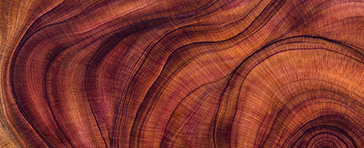Talent Article banner_527x215