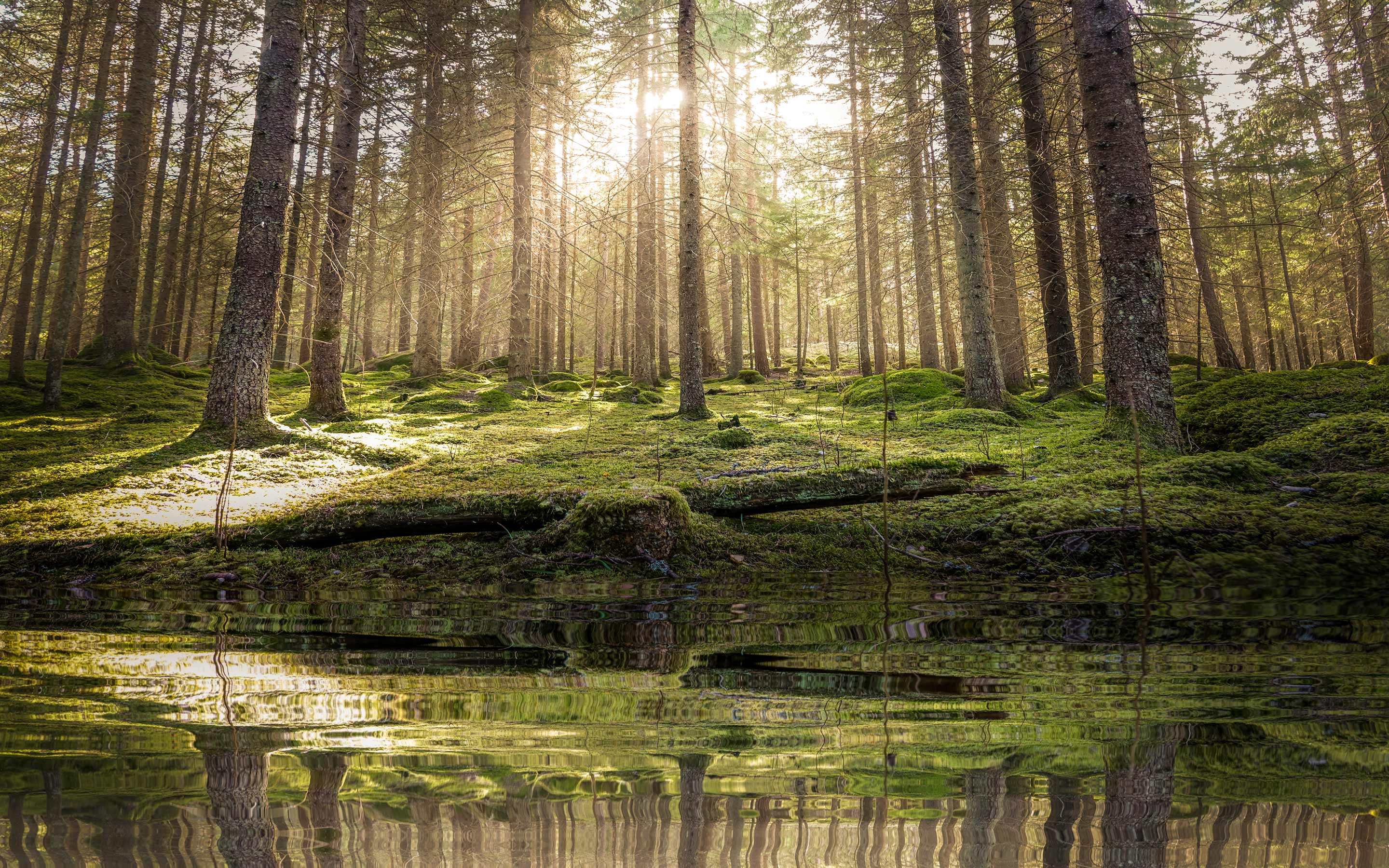 Sogeti-Sweden-leverage-AI-to-hunt-spruce-bark-beetles