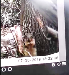 A Camera Loving Squirrel