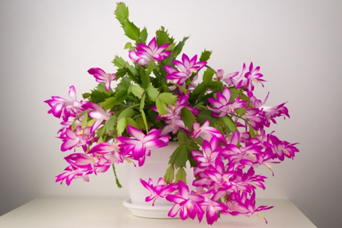 Figure 1: A Christmas Cactus Image reference: Shutterstock 