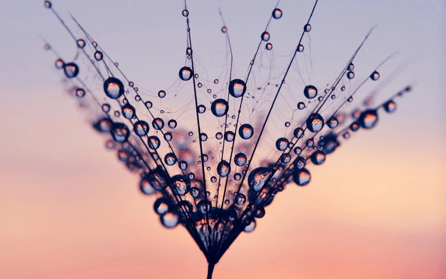 Capgemini_Research-and-Insights
