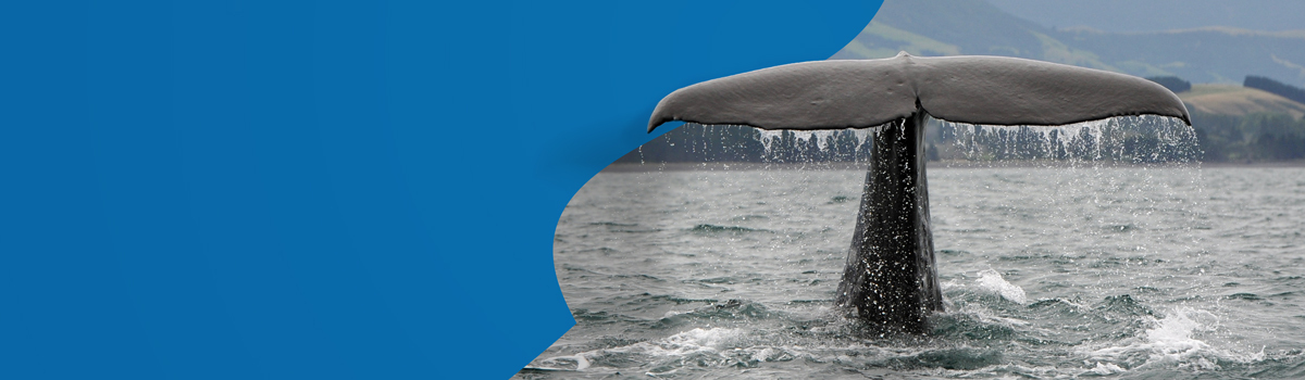 2020-12-01_Whale-storyOPT3