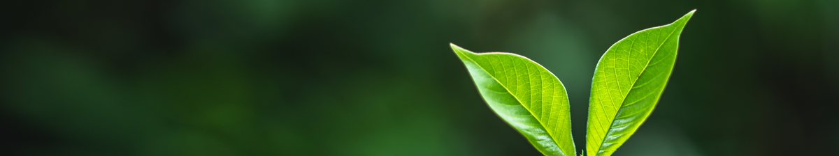 Sustainable-IT-NSO-Hero-Banner-skinny