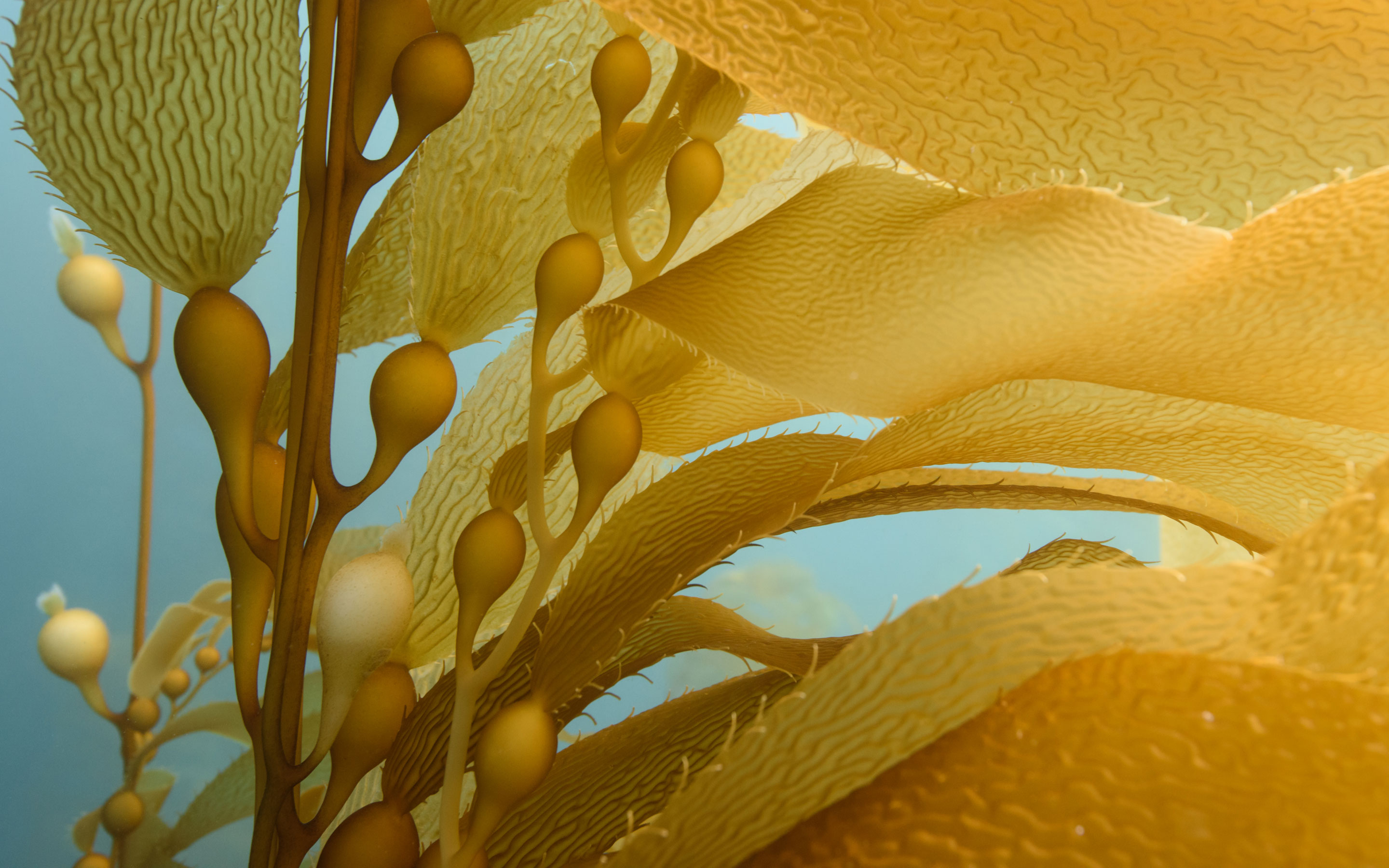 Capgemini_Stories_Into-the-blue