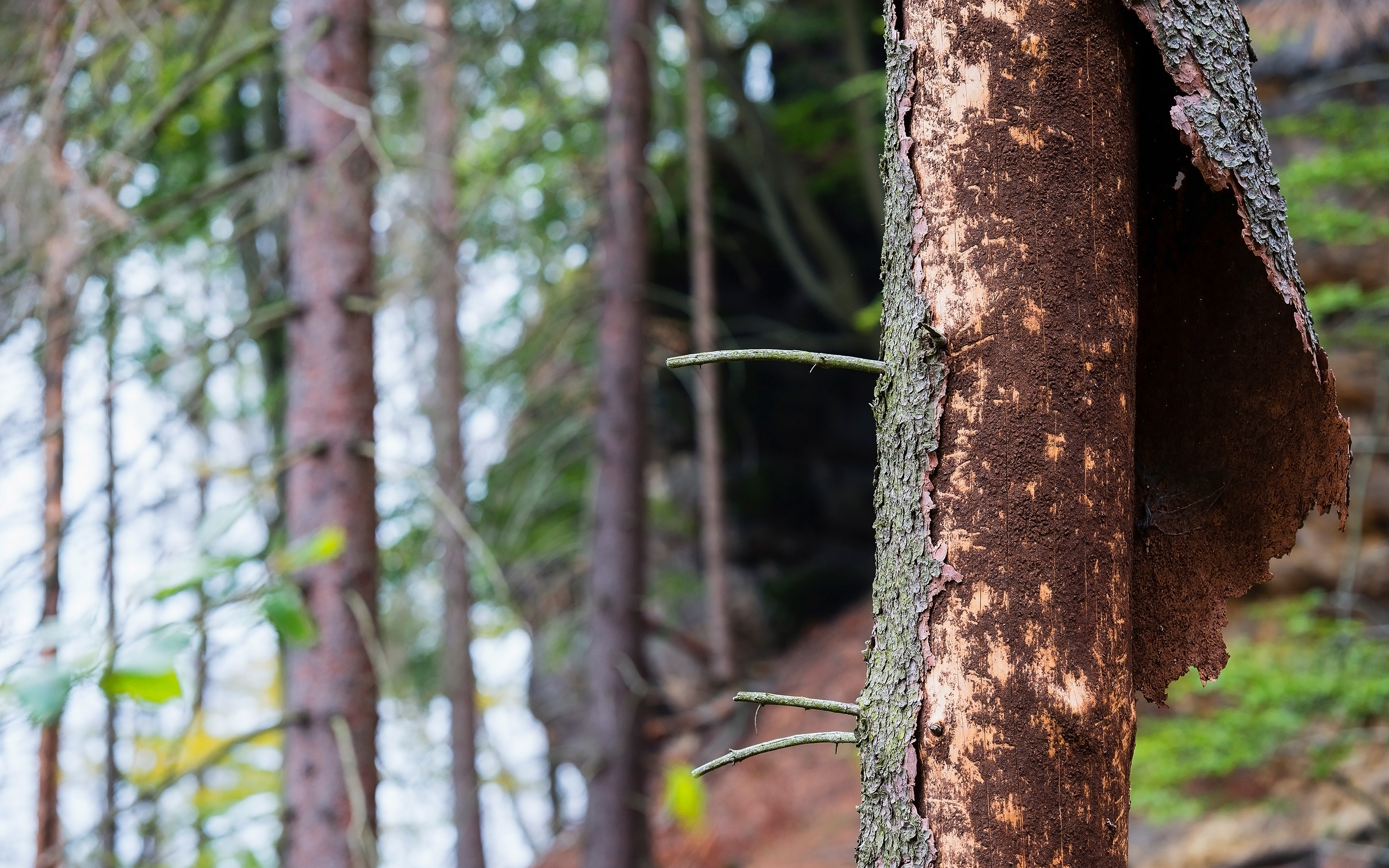 web page banner_2880x1800px