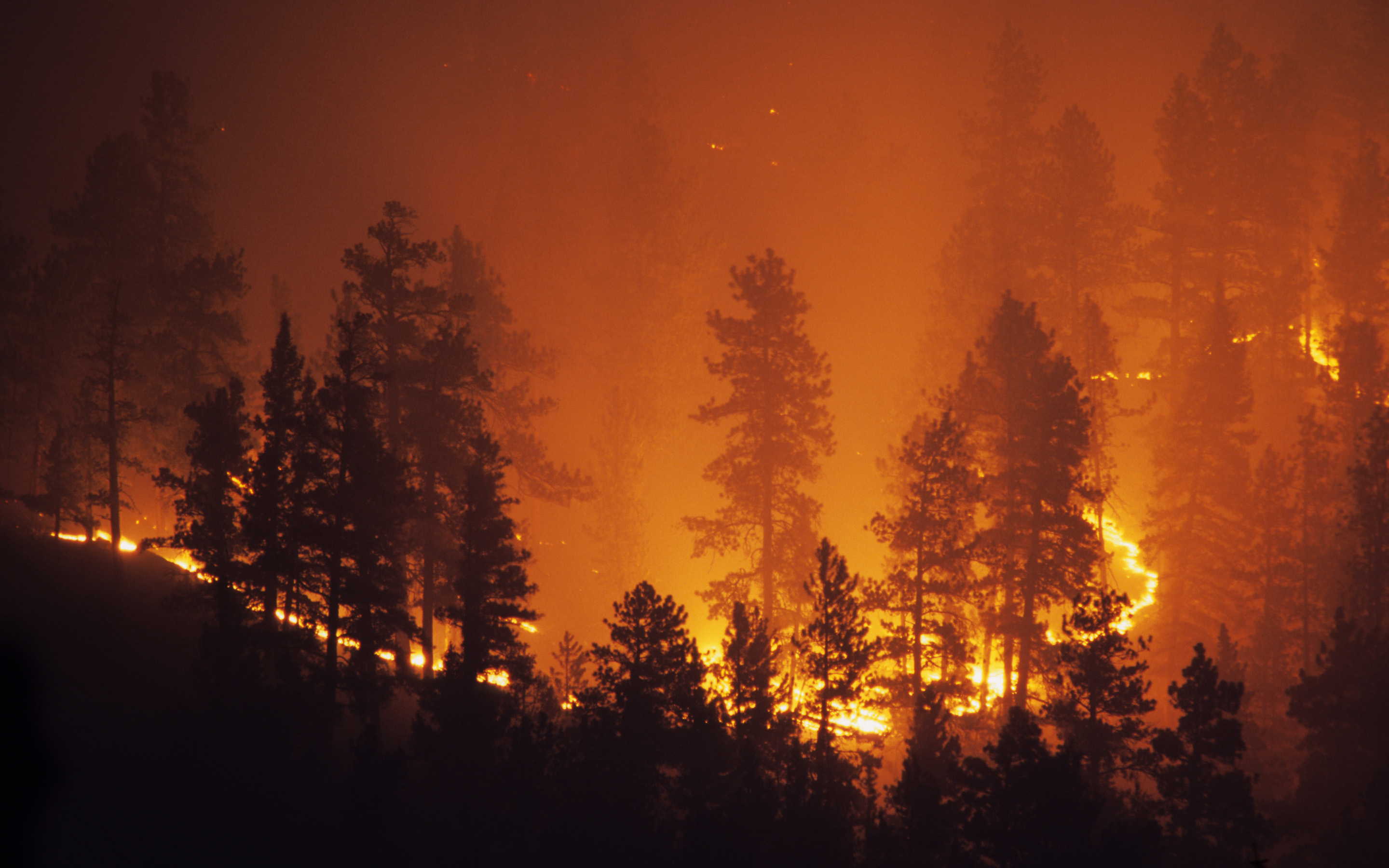 World wildfire_Web banner_2880x1800